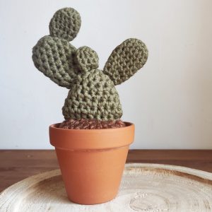 'Opuntia' puha kaktusz